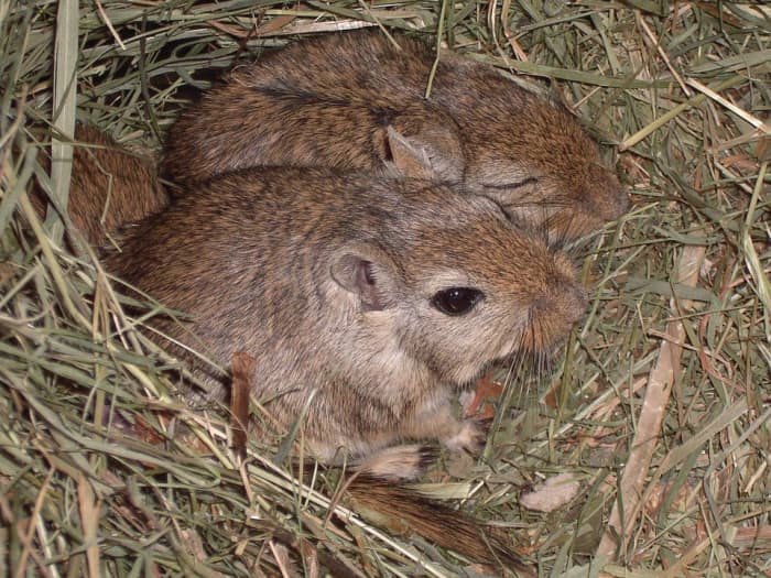 Gerbils tend to burrow and also cuddle together in their bedding. They dig ditches and tunnels in the bedding so it is important to have enough bedding for them to play in.