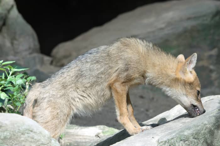 Not everyone has to worry about big predators like coyotes, but it is important to keep in mind that even a neighbor's dog could be a potential threat to your hens.