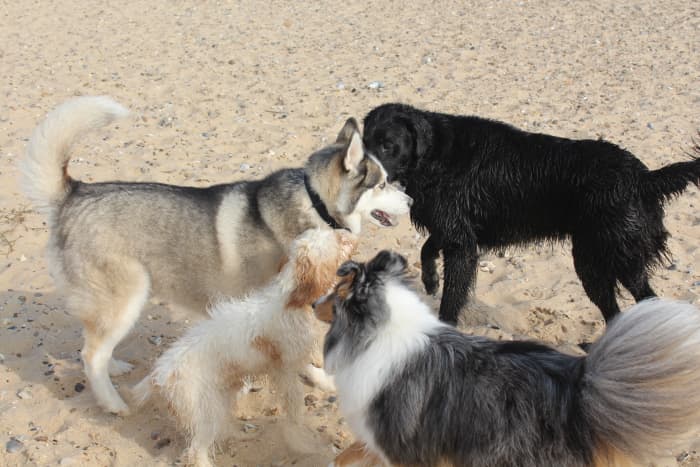 Будучи социальными животными, собаки могут легко заразиться друг от друга при встрече.