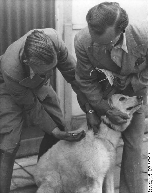Vaccinations have been available for dogs for decades and have helped reduce deaths from parvo and distemper