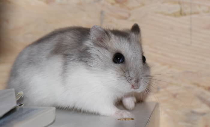 Winter white hamster
