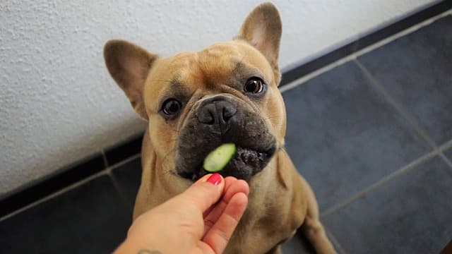 There is no 100 percent safe way to relinquish something in a dog's possession, so caution is always needed!