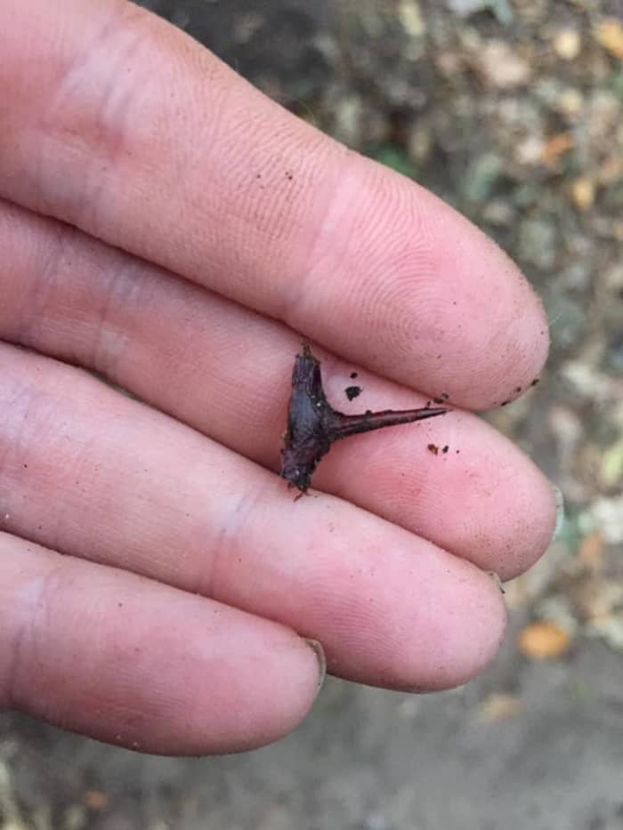 This thorn had to be pulled from a dog's paw. The dog was unable to put down its foot.