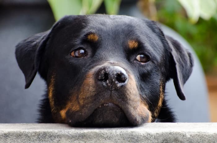 Breeds like the Rottweiler can be perceived as aggressive - don't add to that image with a fierce name