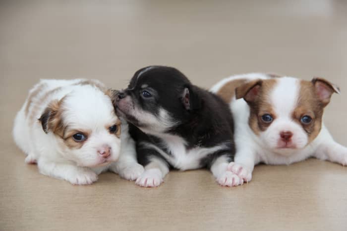 Whatever you choose to name your puppy, you will be using that name for the next 10-15 years