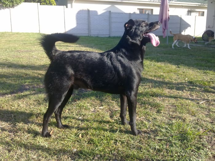 My collie mix Freeway. He had a horrific start in life and almost didn't survive. But now he's shiny, bouncy and a great source of joy.
