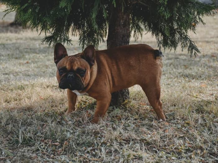 This dog appears to be lifting its rear right leg before or during urination on a tree. It may also be scent marking.