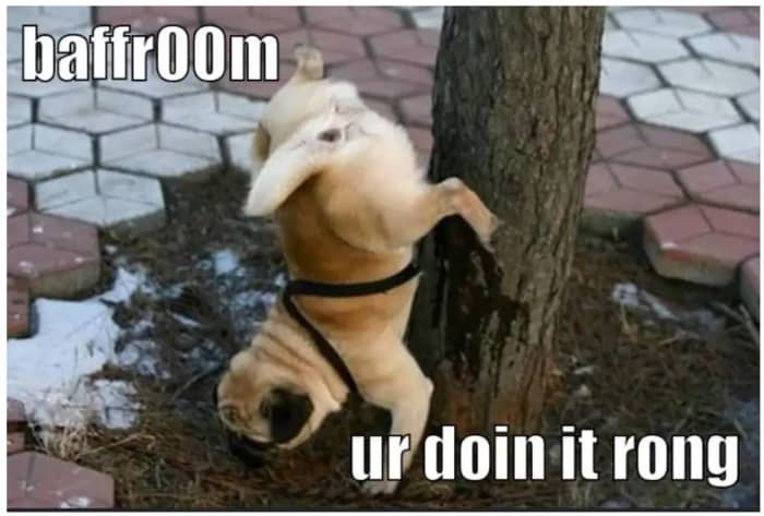 It's not entirely clear why some dogs assume unconventional physical postures while urinating.