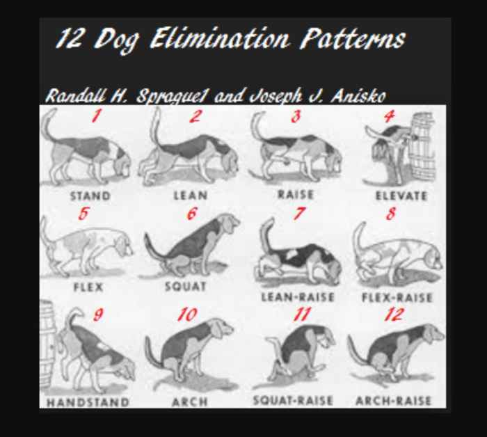 Studies Explain the 12 Dog Peeing Positions PetHelpful