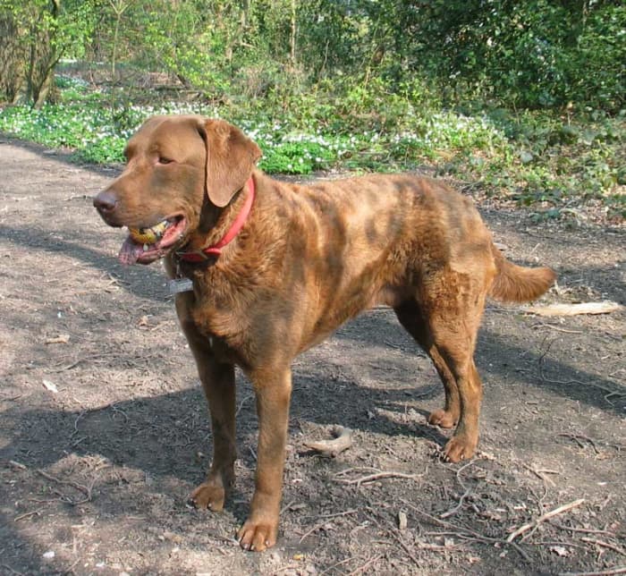 Chesapeake Bay Retrieving playing fetch with their owner.