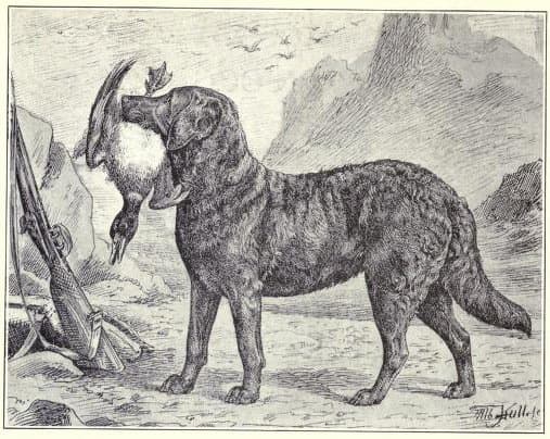 1915 drawing of a Chesapeake Bay Retriever.