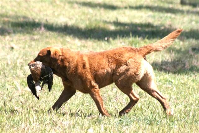 A Chesapeake Bay Retriever (pictured above) participating in hunting excursion.