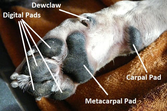 Передняя лапа вашей собаки имеет четыре пальцевых подушечки, пястную подушечку и запястную подушечку. 