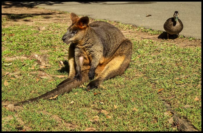 A wallaby and a duck