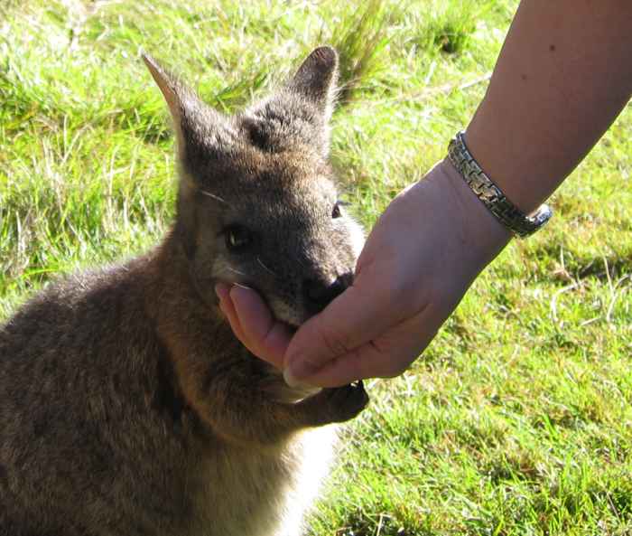 Pet Wallaby Care A Comprehensive Care Guide for Beginners PetHelpful
