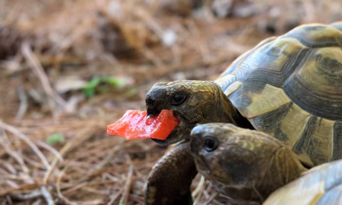 идеальная-греческая-черепаха-диета-и-советы по уходу за черепахой