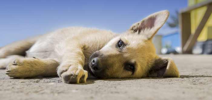 Dogs lick their paws to clean them, but when they obsessively lick them there could be a problem