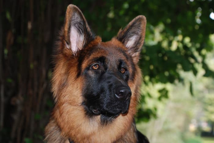 With training and patience, your beloved German Shepherd can provide a measure of comfort to others, too.