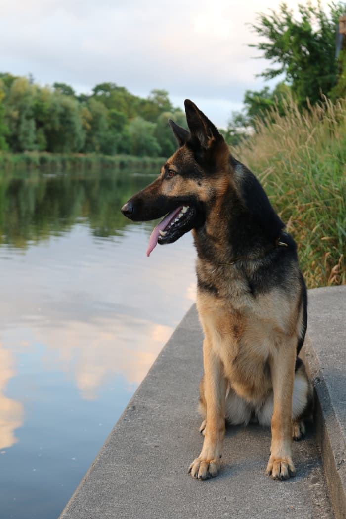 The same traits that make German Shepherds great companions—their intelligence and affectionate nature—also make them excellent candidates to become emotional support dogs or therapy dogs.