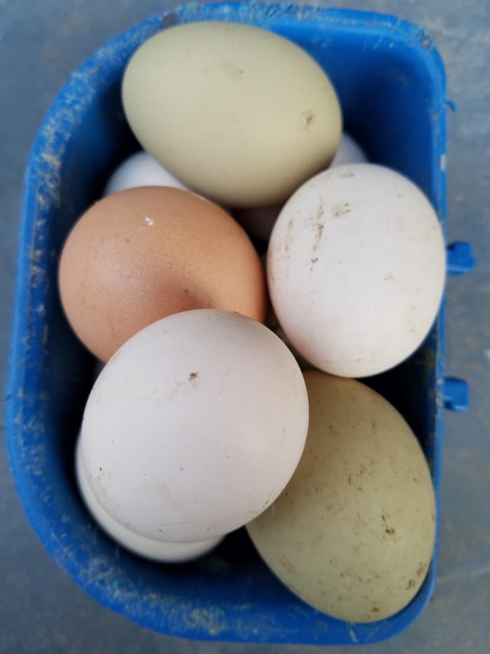 Яйца, которые я собрал в своем курятнике