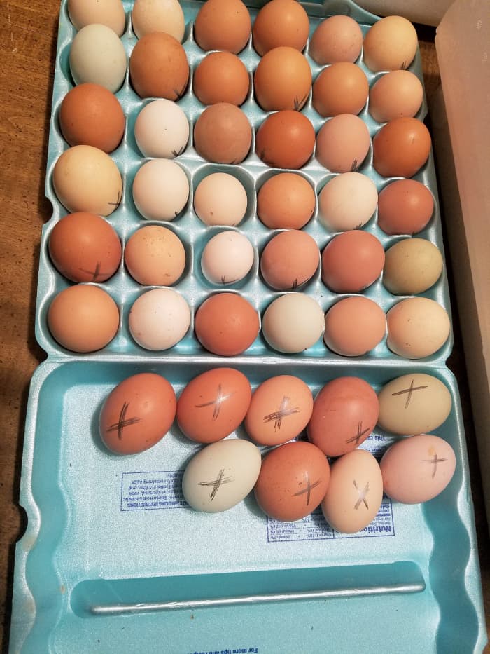 Яйца промаркированы и готовы к инкубатору