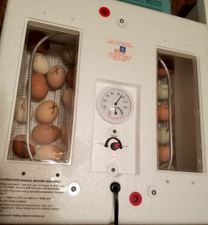 Яйца очищают, маркируют и помещают в инкубатор.