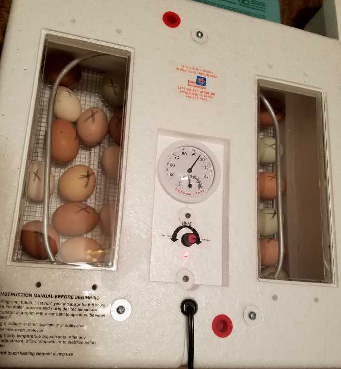 How to Raise Chickens in an Incubator PetHelpful