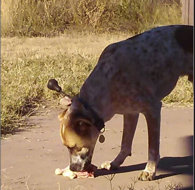 Most veterinarians use their training and study the latest research before coming to a conclusion on raw diets for dogs.