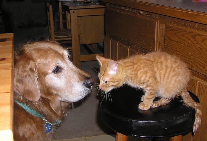 Золотистые ретриверы — одна из малоподвижных пород собак, которые уживаются с кошками.