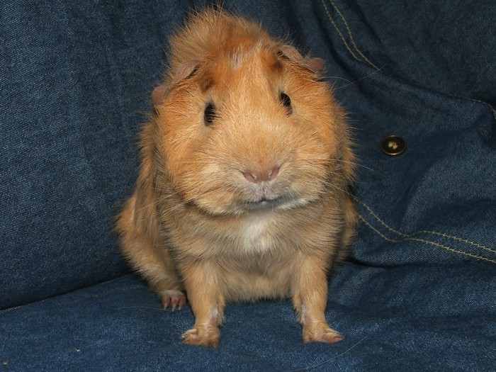 Fortunately, guinea pigs are NOT allergic to cuteness.