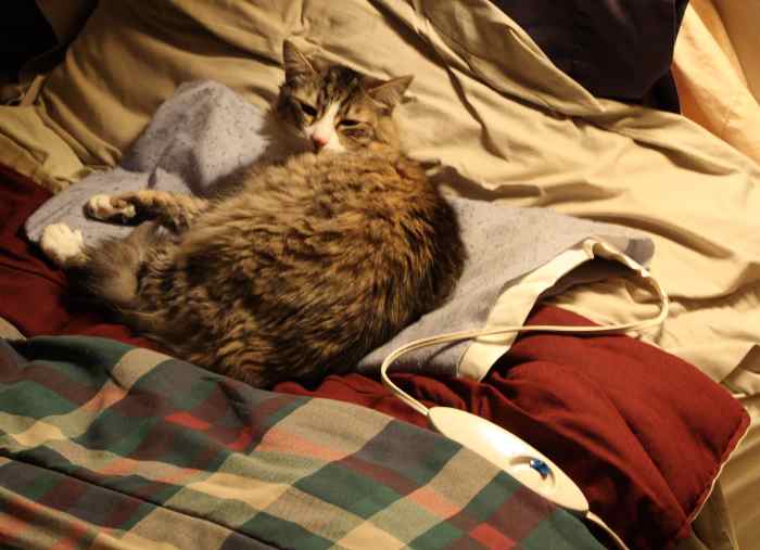 How to Keep Feral and Outdoor Cats Warm and Safe in Winter PetHelpful