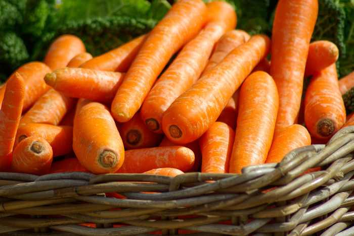 Fresh vegetables like carrots should only be fed in small amounts.