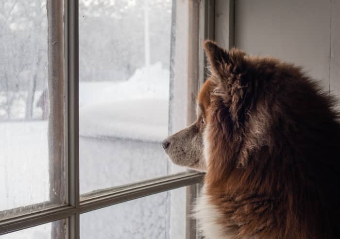 In most dogs, barking is seen as a territorial action. In Huskies, it is often an invitation to play.