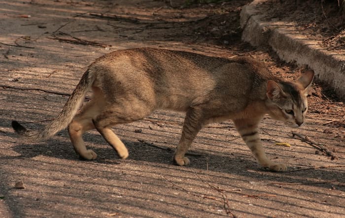 The breed is extremely active, so be sure to offer your cat plenty of environmental enrichment and stimulation.