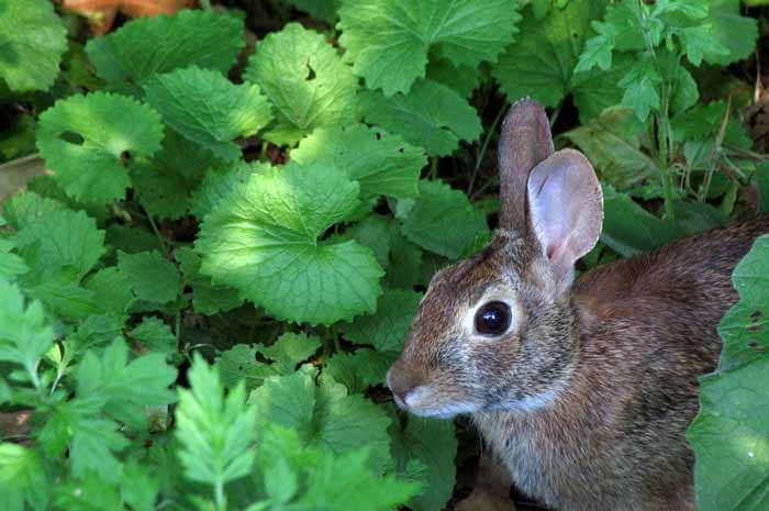 В дикой природе кролики могут постоять за себя и есть необходимые им питательные вещества.
