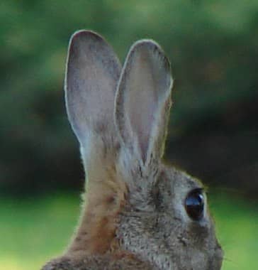 Защита кролика зависит от его способности видеть, слышать и быстро убегать.