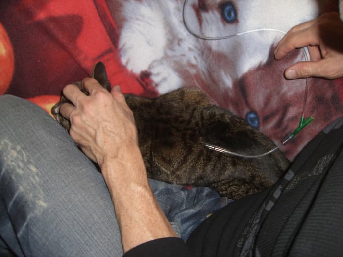 This shows me giving our cat Stormy fluids. Note how I've used the sofa arm rest and my body to hem her in so she can't easily escape. I'm giving Stormy an ear massage, which both relaxes and distracts her while the fluid is flowing.