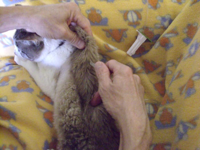 giving-your-cat-iv-subcutaneous-fluids-at-home-with-photos-pethelpful