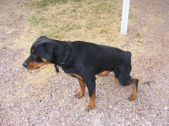 Straining to urinate, bloody urine and urinating often are signs of UTI.
