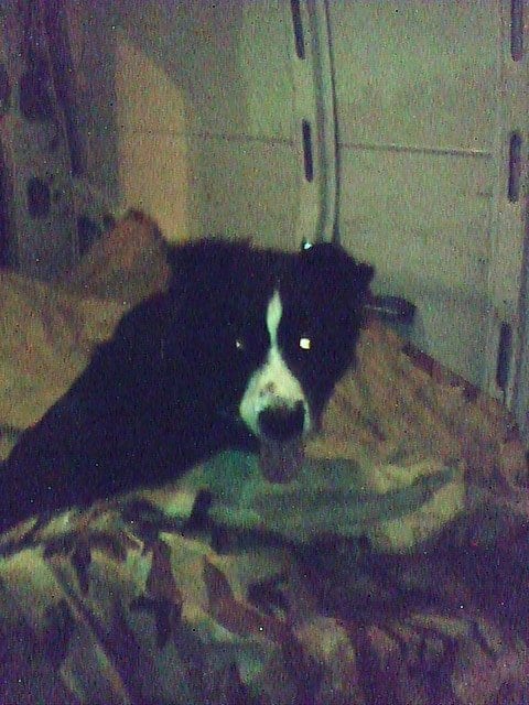 As you can see, Simon is not very happy. He just got sprayed by a skunk and is in lockdown in the van.