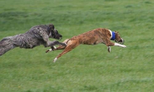 Lurchers are used in the sport of Lurcher racing.