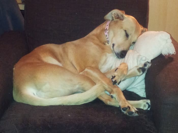 My Lurcher girl Amber doing her favourite thing: snoozing contentedly snuggled up nice and comfy on an armchair!