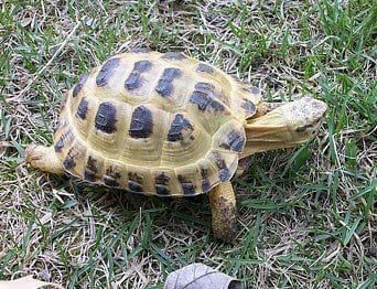 Caring for and Feeding a Russian Tortoise - PetHelpful