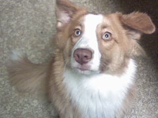This is my baby girl Karma—if she had gotten killed, I would have lost one of my best friends.