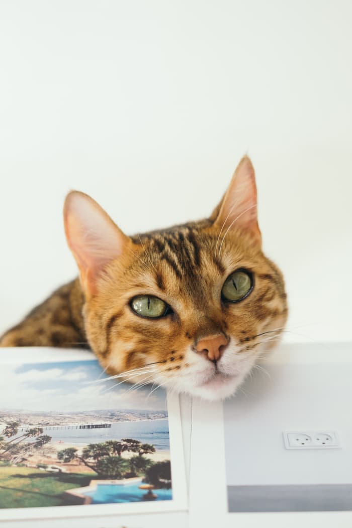 Why Is My Cat So Affectionate? Understanding a Cat's Body Language