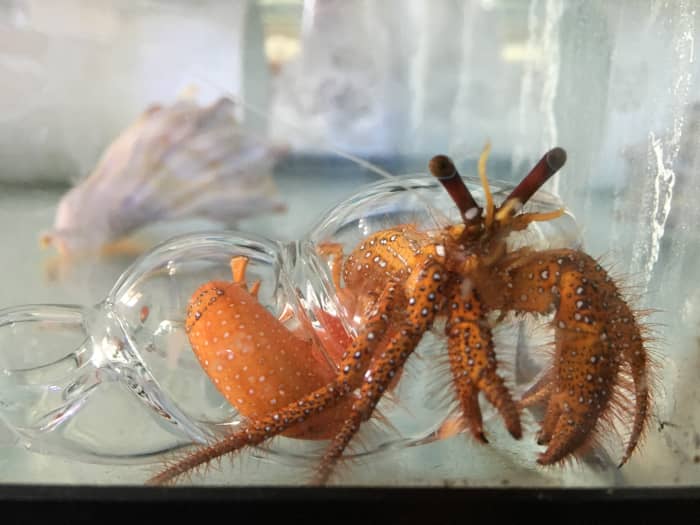 This is a species of marine hermit crab in a glass shell. This shows what hermit crabs look like under their shells.