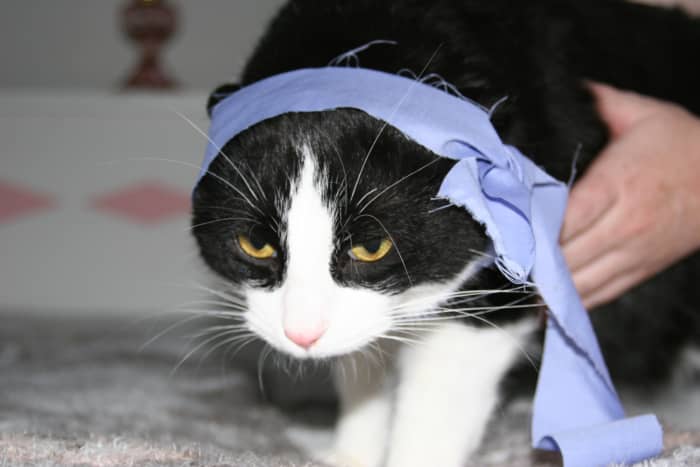 While bordering on idiocy, dressing your cat in kung fu costumes is in fact an extremely gratifying activity for vexing the hell out of your cat, as evidenced here by Sir Snagglesworth III.