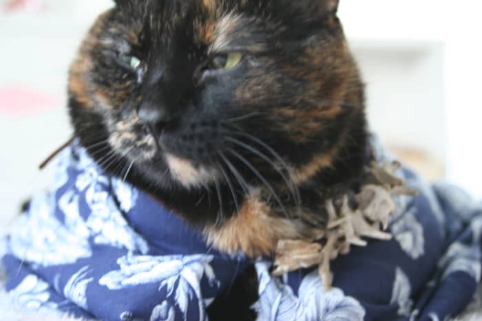 Do realize that your cat may, on rare occasions, embrace their kung fu alter ego, as is displayed here by Vesuvius, aka Lotus Blossom, who was actually quite content with her absurdly awesome costume. Note the look of contemplative serenity.