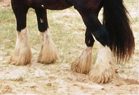 Лошади с длинными перьями склонны к жирности пяток.