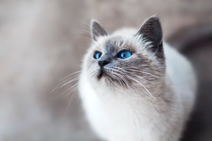 If your cat is staring at "nothing," don't call the paranormal experts just yet. Most likely, your cat can see something too small for the human eye to catch.